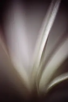 Mystery: Cactus