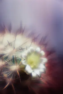 Imaginary: Cactus