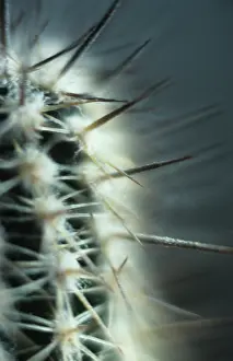 Intricate: Cactus