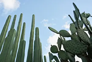 Pipe: Cactus