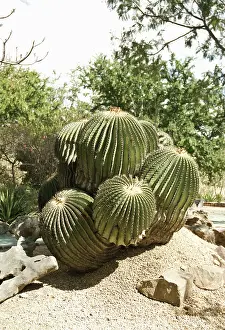 Tough: Cactus