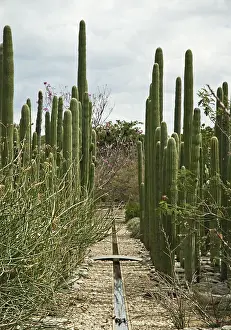 Gigantea: Cactus
