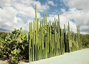 Pipe: Cactus