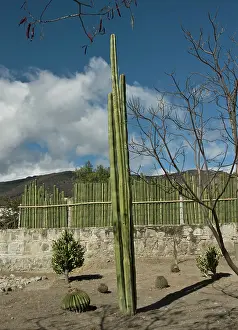 Pipe: Cactus