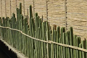 Weird: Cactus