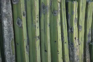 Weird: Cactus