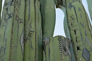 Weird: Cactus