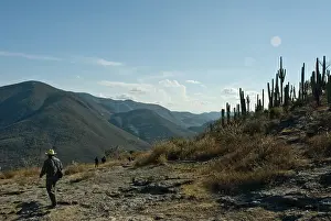 Bold: Cactus