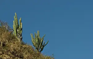 Bold: Cactus