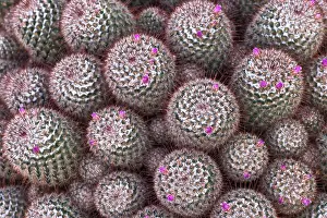 Graphic: Cactus