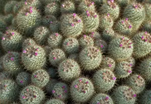 Graphic: Cactus