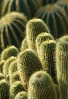 Graphic: Cactus