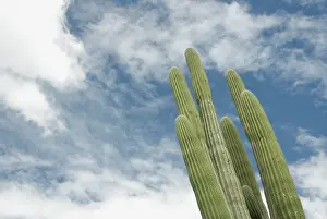 Graphic: Cactus