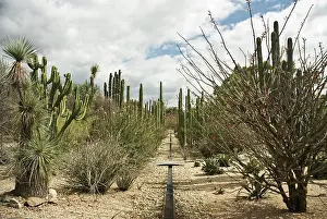 Gigantea: Cactus