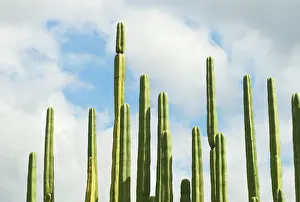 Pipe: Cactus