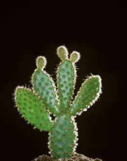 Cactus: CACTUS