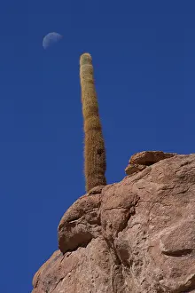 Atacama: Cactus - Atacama - Chile