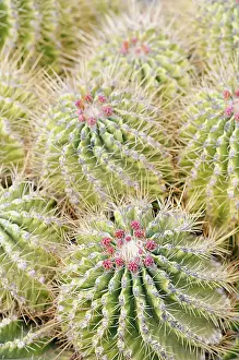 Ferocactus: Cactus, Barrel cactus, Erocactus echidne, Detail showing pat