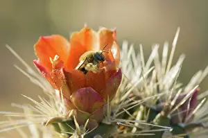 Cholla: Cactus bee on buckhorn cholla flower