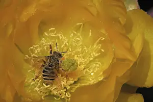 Opuntia: Cactus bee, Diadasia rinconis, collecting nectar and pollen