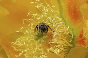 Opuntia: Cactus bee, Diadasia rinconis, collecting nectar and pollen