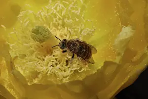 Diadasia: Cactus bee, Diadasia rinconis, feeding in prickly pear bloss