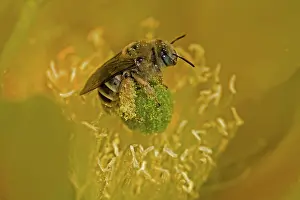 Blossum: Cactus Bee (Diadasia spp) on Prickly Pear Blossum (Oppuntia