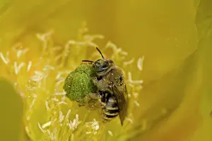 Serving: Cactus Bee - on Prickly Pear Blossum (Oppuntia