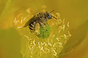 Pears: Cactus Bee - on Prickly Pear Blossum (Oppuntia