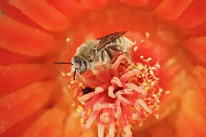 Taking: Cactus bees (Diadasia Rinconis), taking nectar and collectin