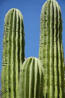Mcroberts: Cactus. Cabo San Lucas, Mexico