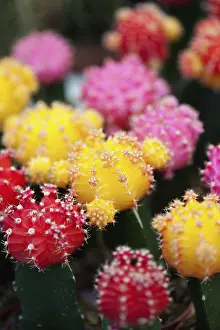 Multi: Cactus, Close up shot of multi coloured cactii.----