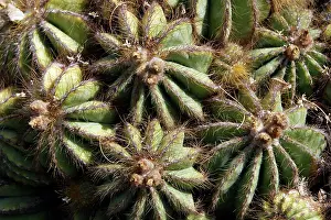 Magnificus: Cactus - close-up