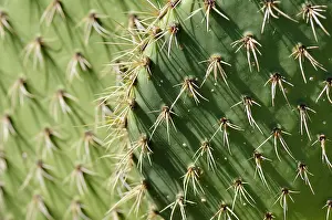 Opuntia: Cactus, Coastal Prickly Pear Cactus, Opuntia littoralis, Det