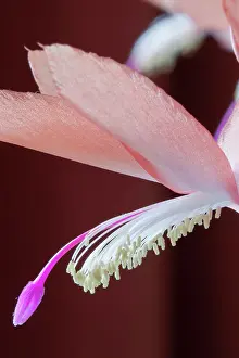 Schlumbergera: Cactus, Crab Cactus, Schlumbergera truncata Petra's
