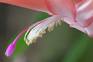 Schlumbergera: Cactus, Crab Cactus, Schlumbergera truncata Petra's