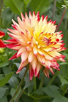 Nobo: Cactus Dahlia Isadora