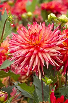 Java: Cactus Dahlia Java