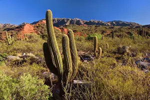Atacamensis: Cactus Desert - arid mountainous landscape with