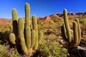 Atacamensis: Cactus Desert - arid mountainous landscape with