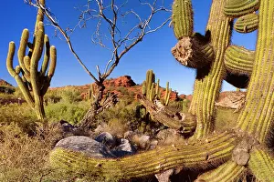 Atacamensis: Cactus Desert - arid mountainous landscape with