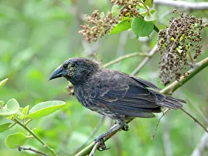 Geospiza: Cactus Finch
