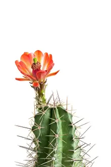 Cactaceae: Cactus flower on white background