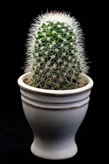 Spiked: Cactus in a flowerpot cacti, cactus, spiked, thorny
