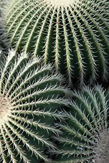 Echinocactus: Cactus, Golden barrel cactus
