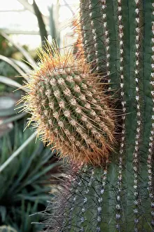 Echinocactus: Cactus, Golden barrel cactus
