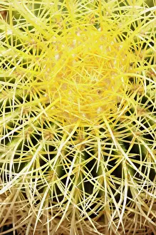 Echinocactus: Cactus, Golden barrel cactus, Echinocactus, Echinocactus