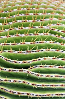 Echinocactus: Cactus, Golden barrel cactus, Echinocactus, Echinocactus
