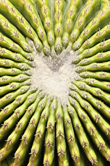 Echinocactus: Cactus, Golden barrel cactus, Echinocactus, Echinocactus
