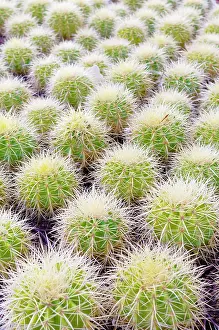 Echinocactus: Cactus, Golden Barrel Cactus, Echinocactus grusonii, Mass of